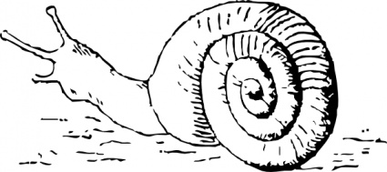 Snail Drawing clip art