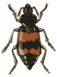 Spotted Sexton Beetle (necrophorus Guttatus)