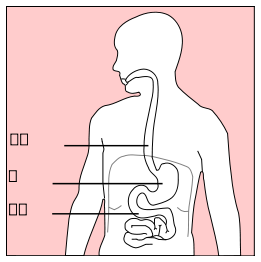 Stomach With Chinese