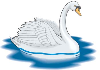 Swan 6