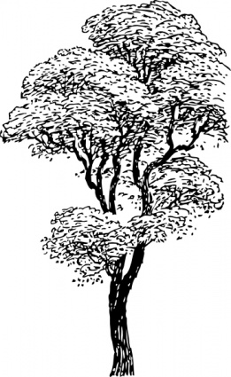 Tall Tree clip art