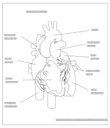 The Human Heart