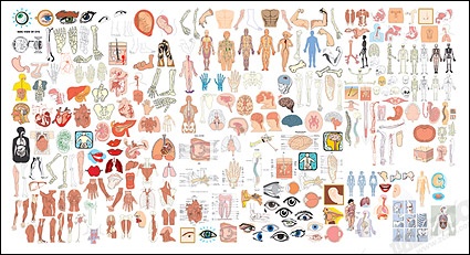 The structure of human organ parts of vector