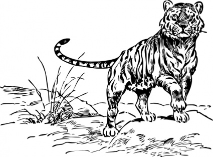 Tiger clip art