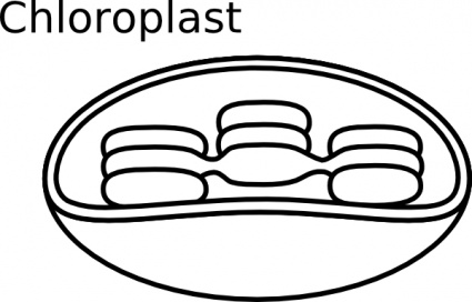 Torisan Chloroplast clip art