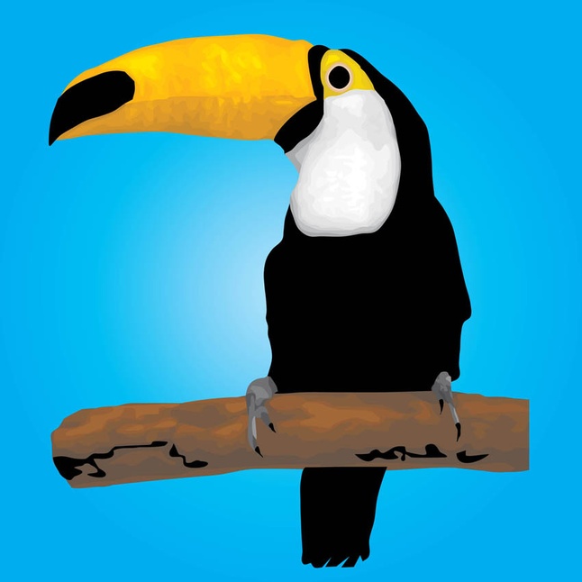 Toucan Bird