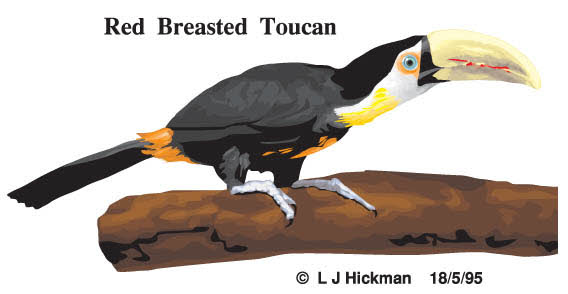 Toucan bird