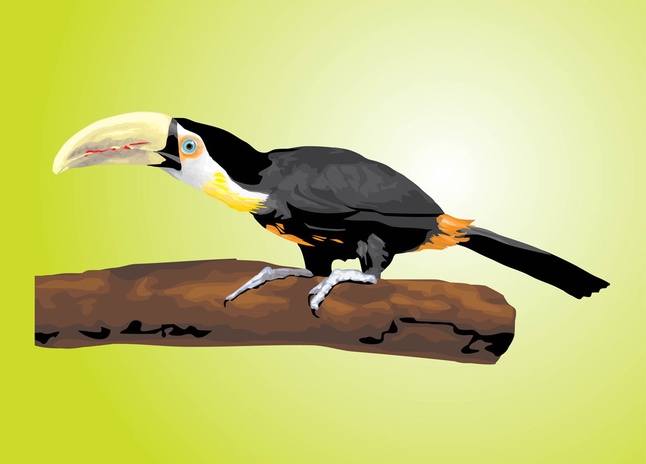 Toucan Vector