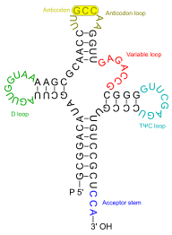 Transfer RNA 2