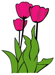 Tulips