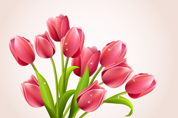 Tulips Bouquet Vector