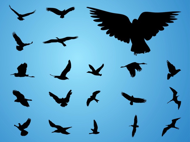 Vector Birds