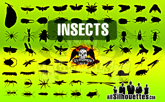 Vector Insects