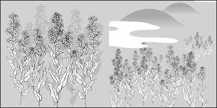 Vector line drawing of flowers-35(Cauliflower, clouds)