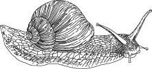 Vector Snail