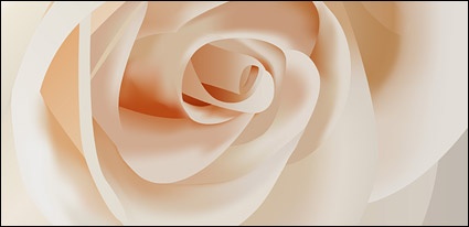 Vector white roses close-up material