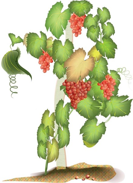 Videira Grape Vine Vector