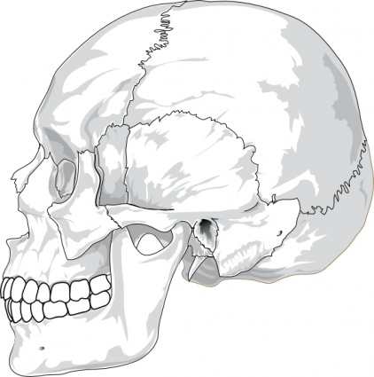 View Science Diagram Outline Profile Silhouette Skull Human Cartoon From Diagrams Front Medicine Side Views ...