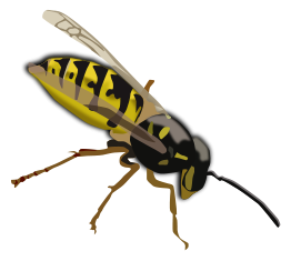 Wasp