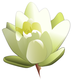 Water Lily