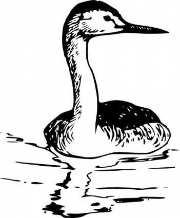 Western Grebe clip art