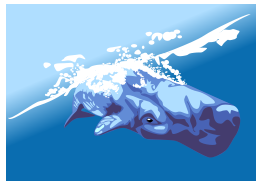 Whale