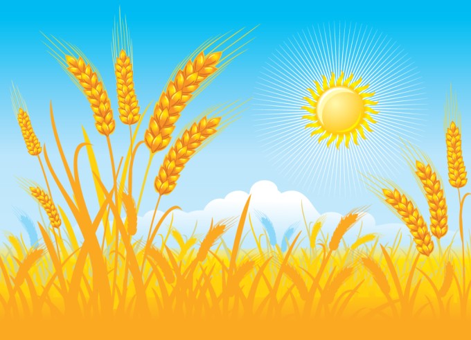 Wheat Field Vector