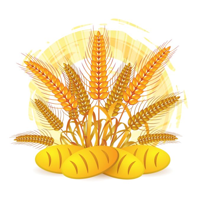 Wheat Vector